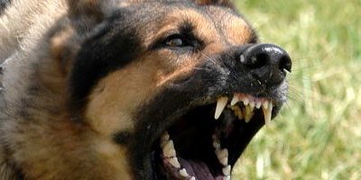 dog bite injuries - personal injury Oldham