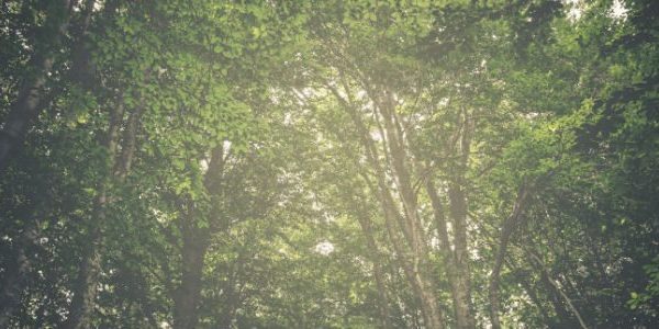 age discrimination employment law