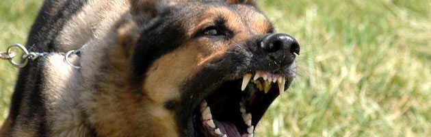 dog bite personal injury Oldham dog bite injuries - personal injury Oldham