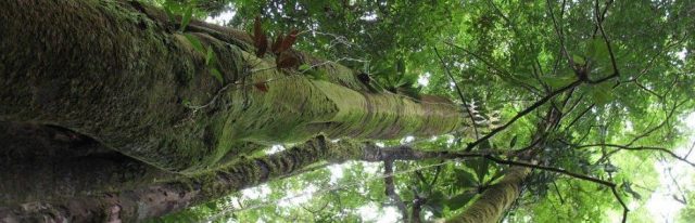 tall-trees-930×300 neighbour dispute