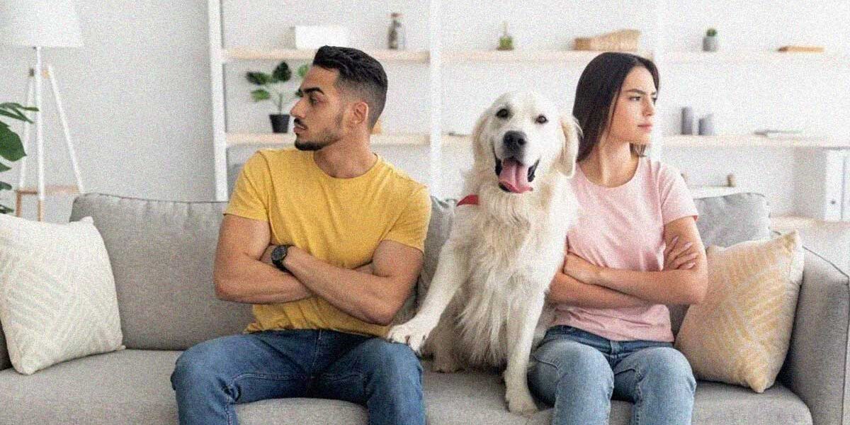 What happens to pets in a divorce